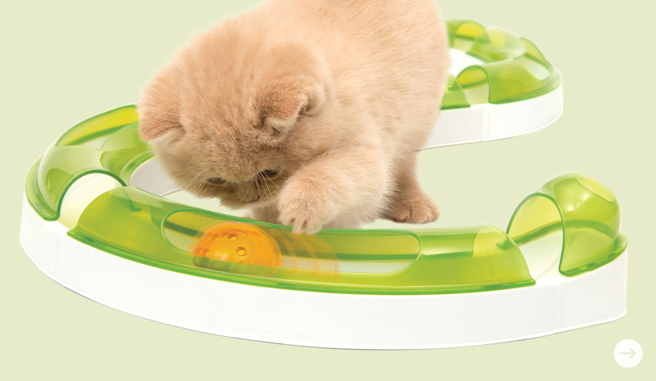 A light-colored kitten playing with a Catit Senses circuit toy containing a rolling ball