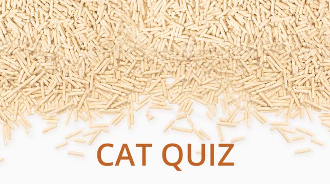 Cat quiz banner featuring wood pellet cat litter background