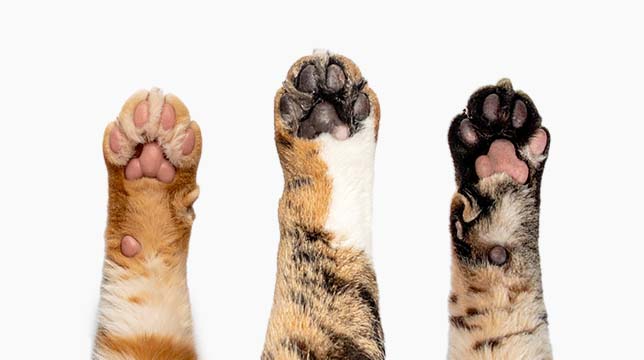 Three cat paws of different colors held up against a white background