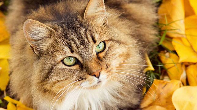 A fluffy brown tabby cat with green eyes sitting among fallen yellow autumn leaves