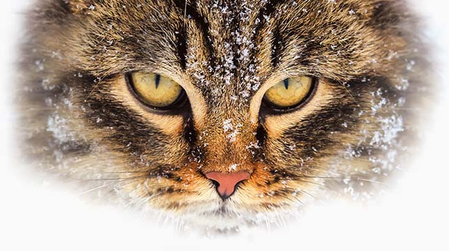 Close-up of a tabby cat face with snowflakes on its fur against a white background