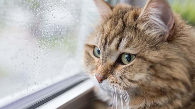 A fluffy brown tabby cat looking out a window with raindrops on the glass