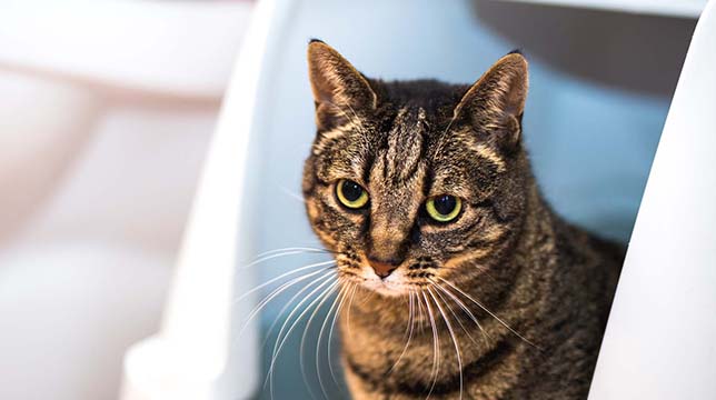 A brown tabby cat with green eyes looking forward while sitting inside a white cat litter box