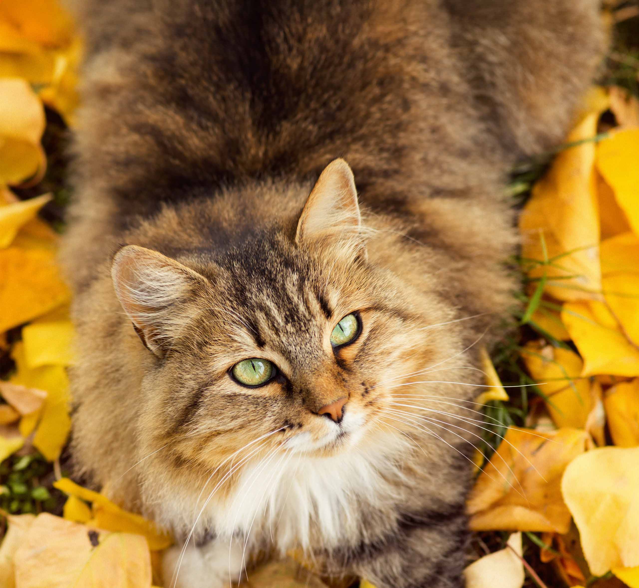 A fluffy brown tabby cat with green eyes resting among fallen yellow autumn leaves