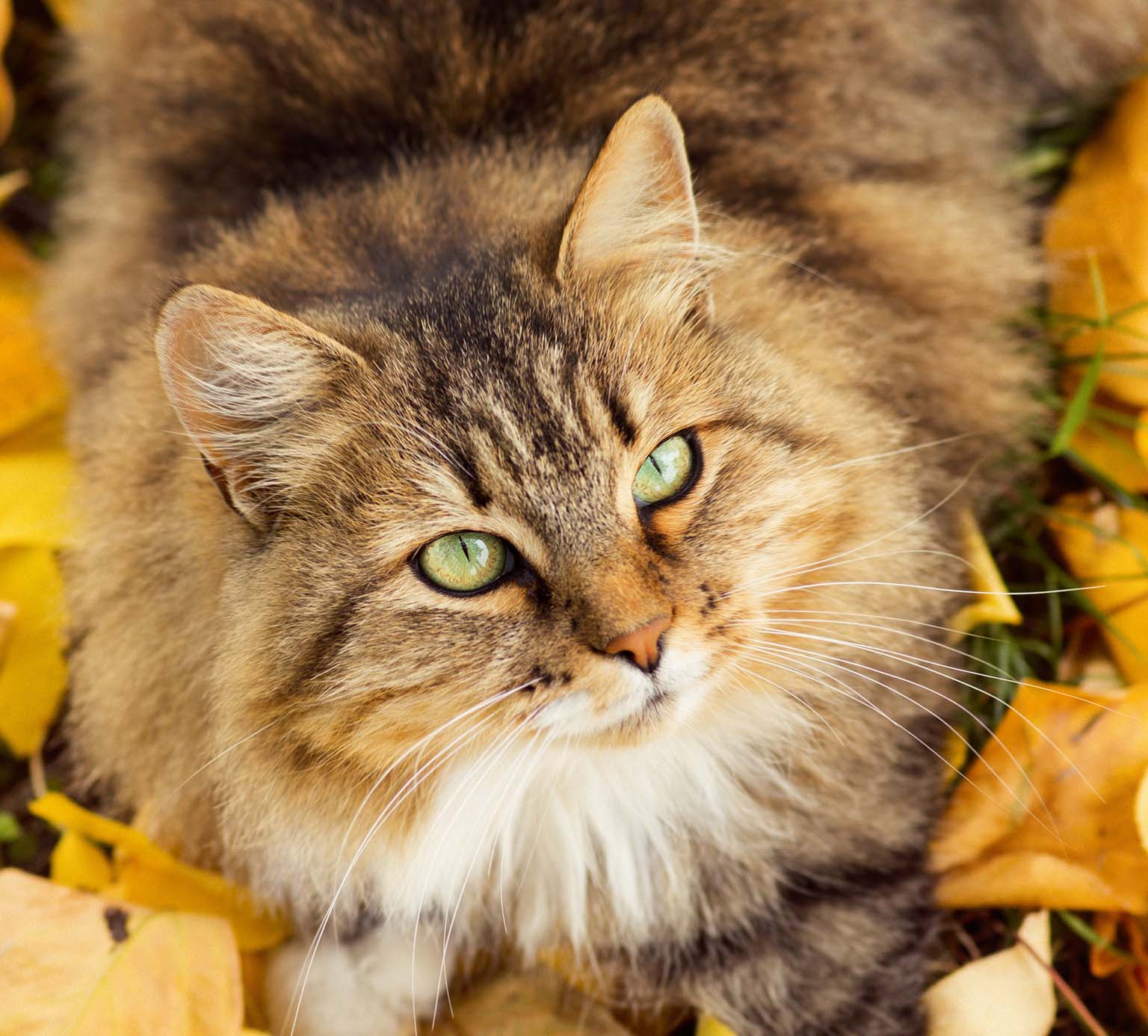Fluffy brown tabby cat with green eyes sitting among fallen autumn leaves