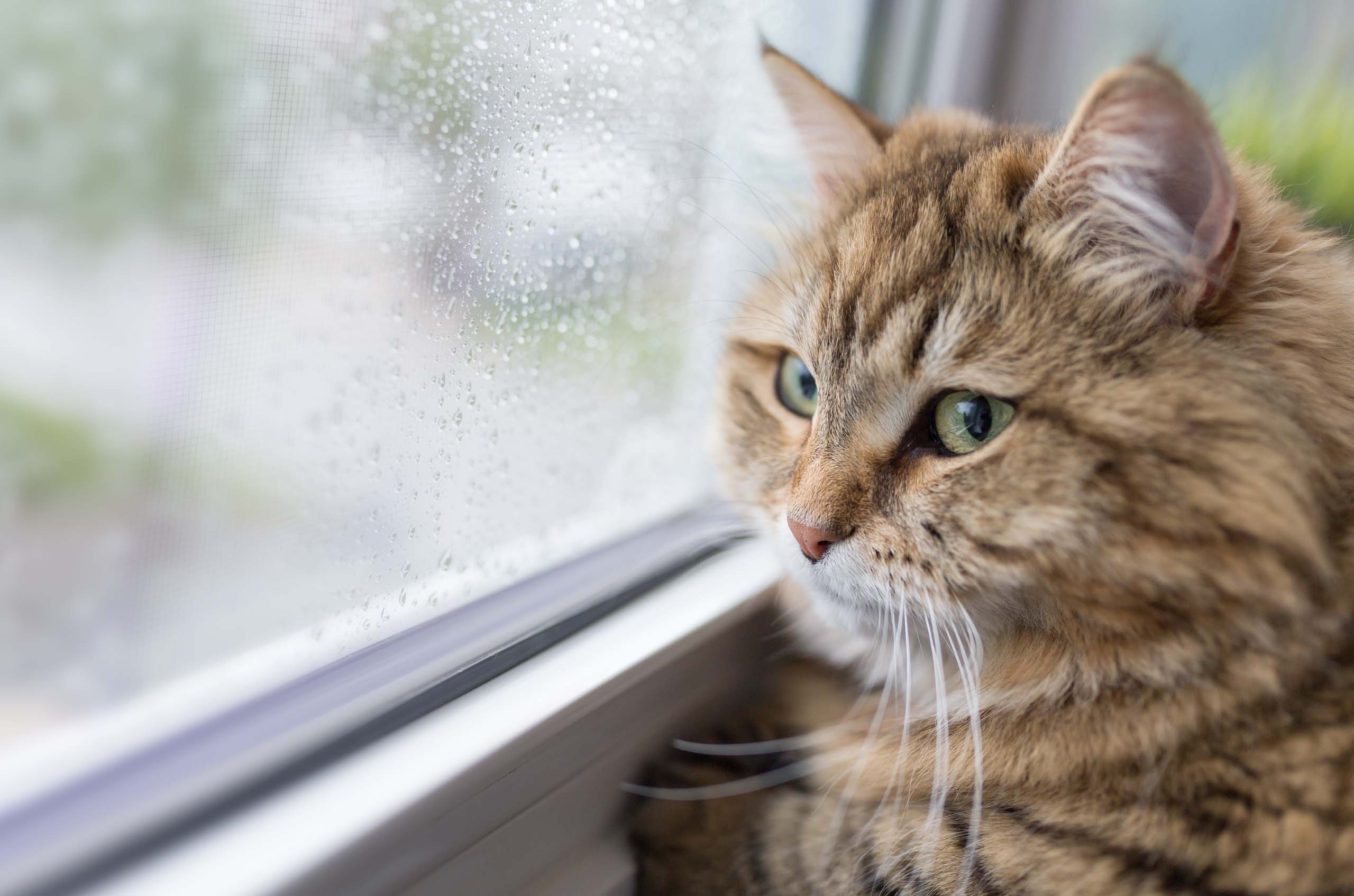 A fluffy brown tabby cat looking out a window at the rain