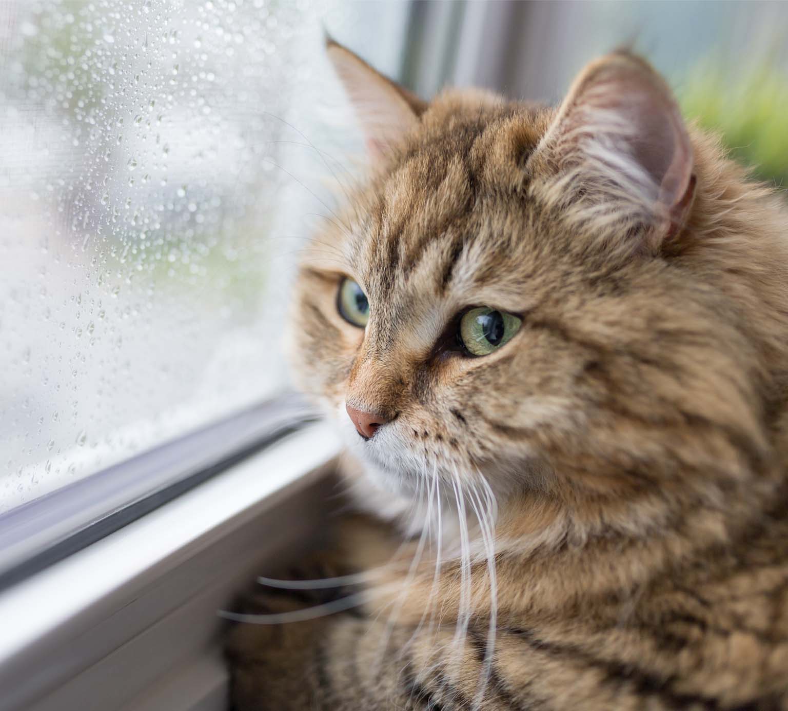 A fluffy brown tabby cat looking out a window with raindrops on the glass