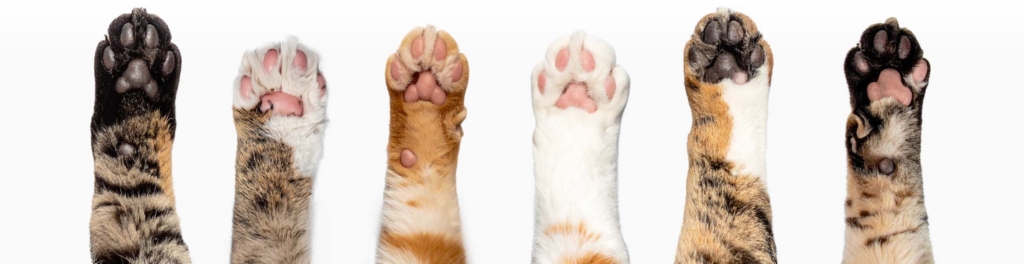 Six cat paws of various colors and patterns lined up side by side against a white background