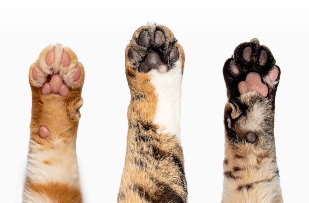 Three cat paws with different fur patterns and pad colors raised against a white background