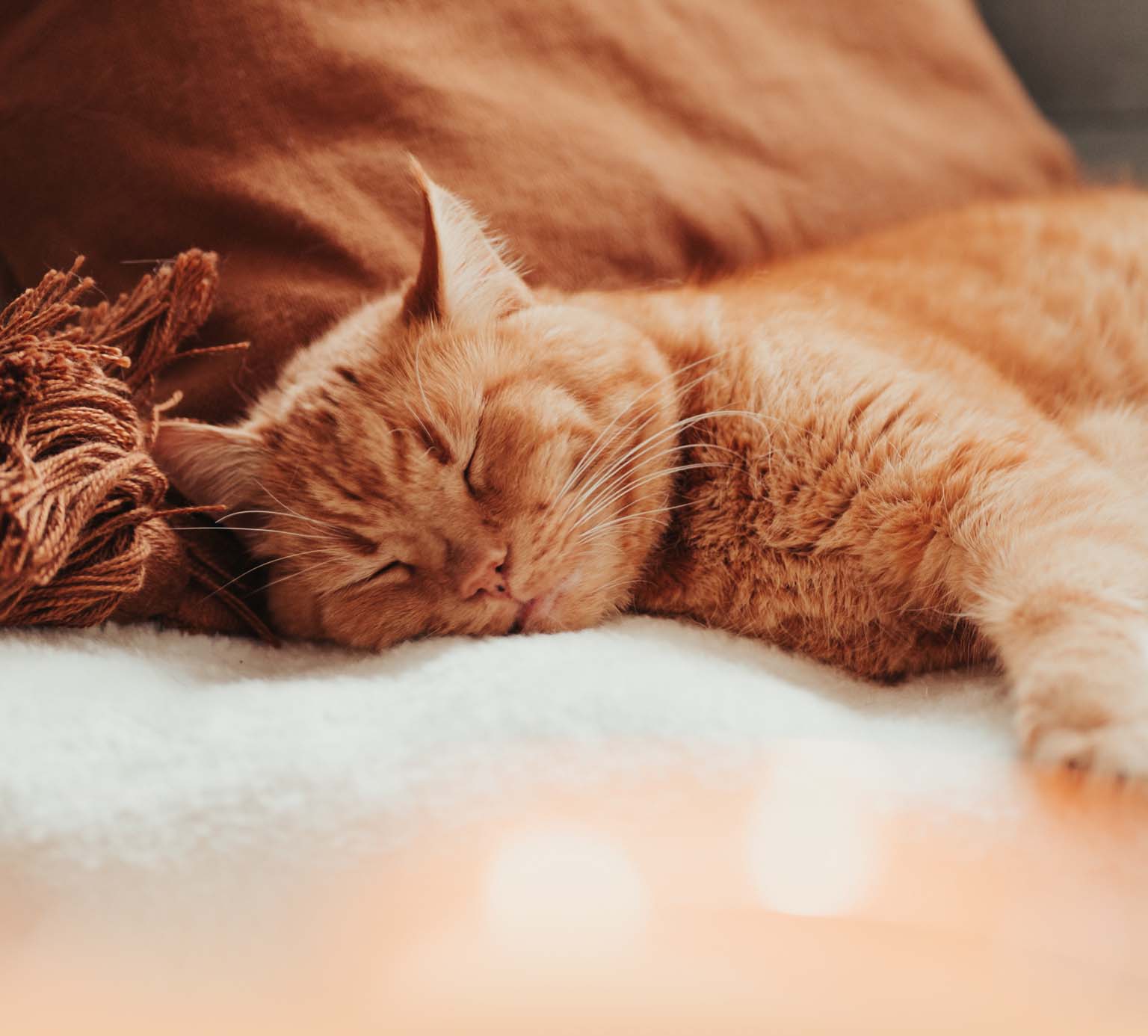 An orange tabby cat sleeping peacefully on a soft white blanket next to a brown pillow