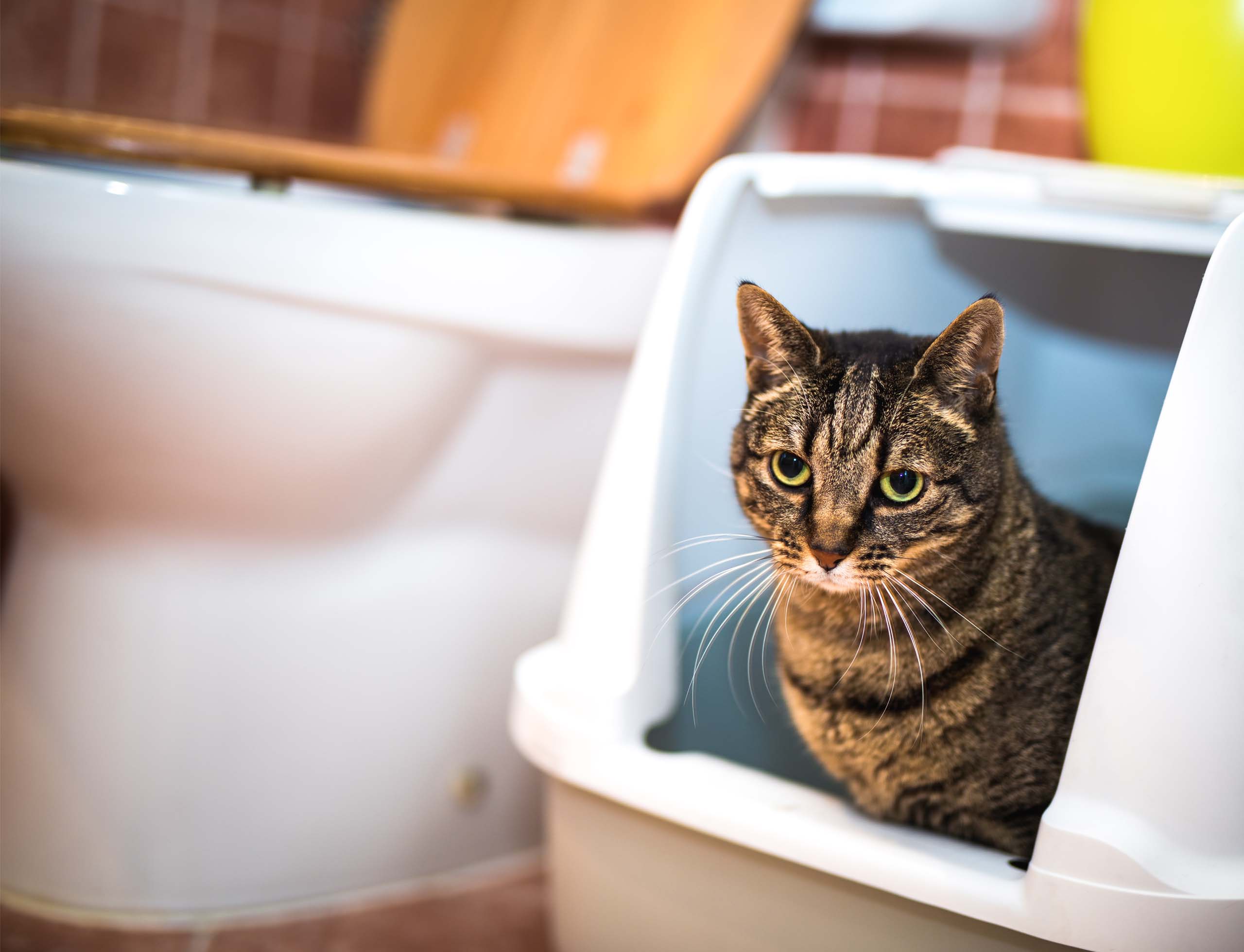 A tabby cat sitting inside a hooded litter box in a bathroom
