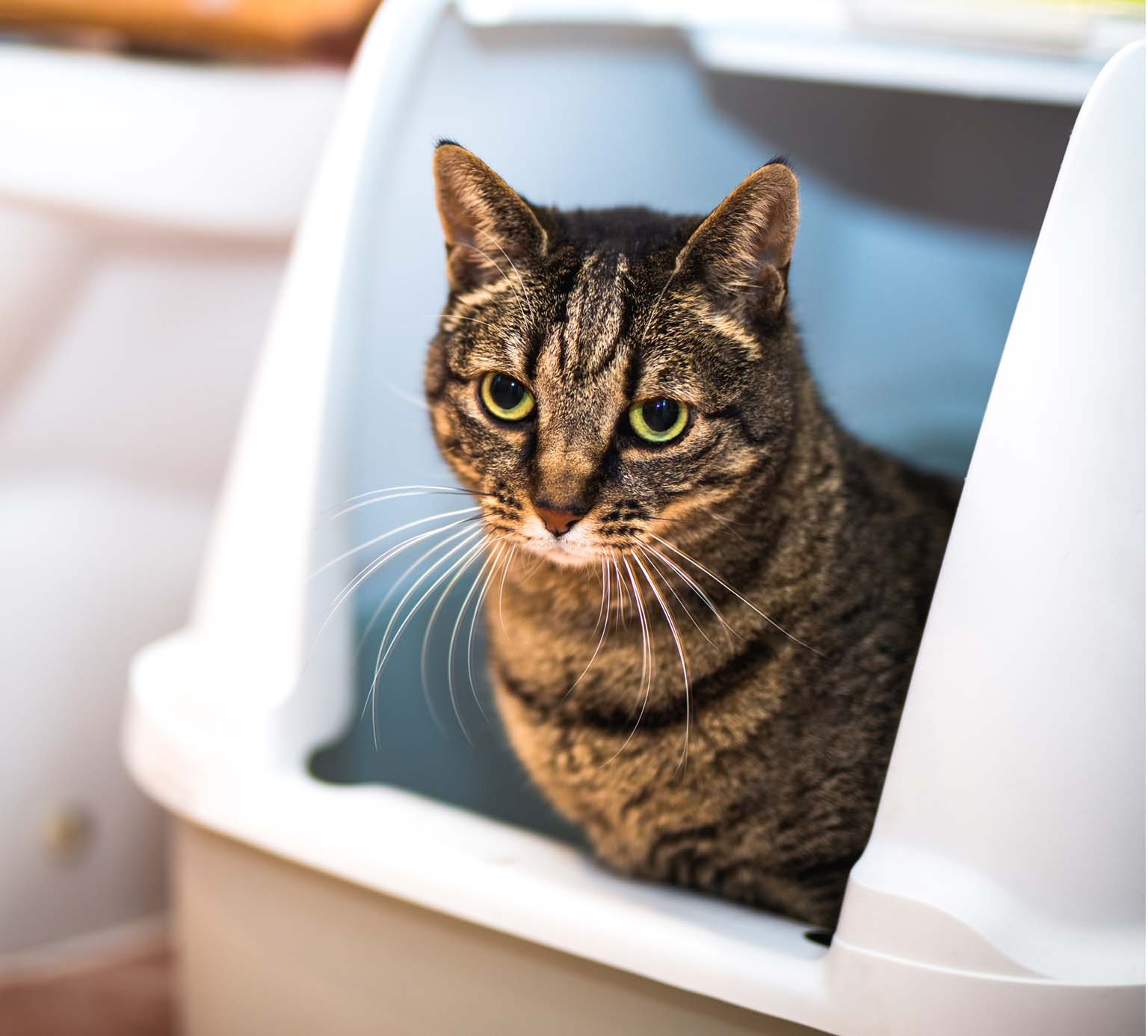A brown tabby cat sitting inside a white plastic litter box looking toward the camera