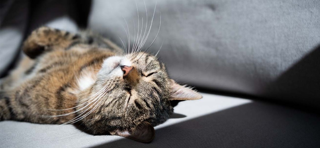 A tabby cat sleeping peacefully on a grey sofa in a patch of sunlight