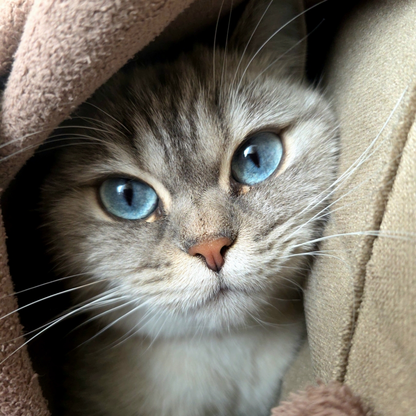 Katze namens Risjka