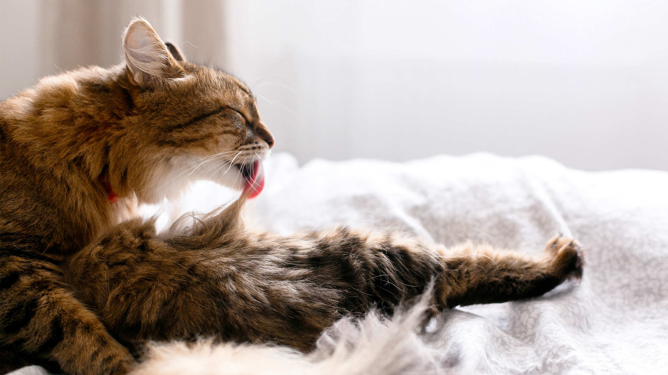 Een bruine langharige kat ligt op een zetel en is zichzelf aan het verzorgen.