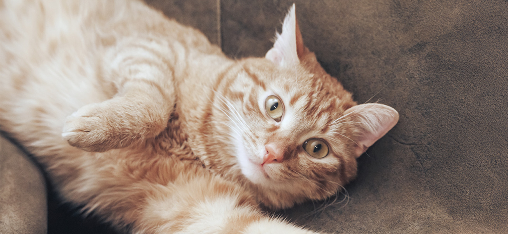 Een rosse kat ligt op een bruine zetel