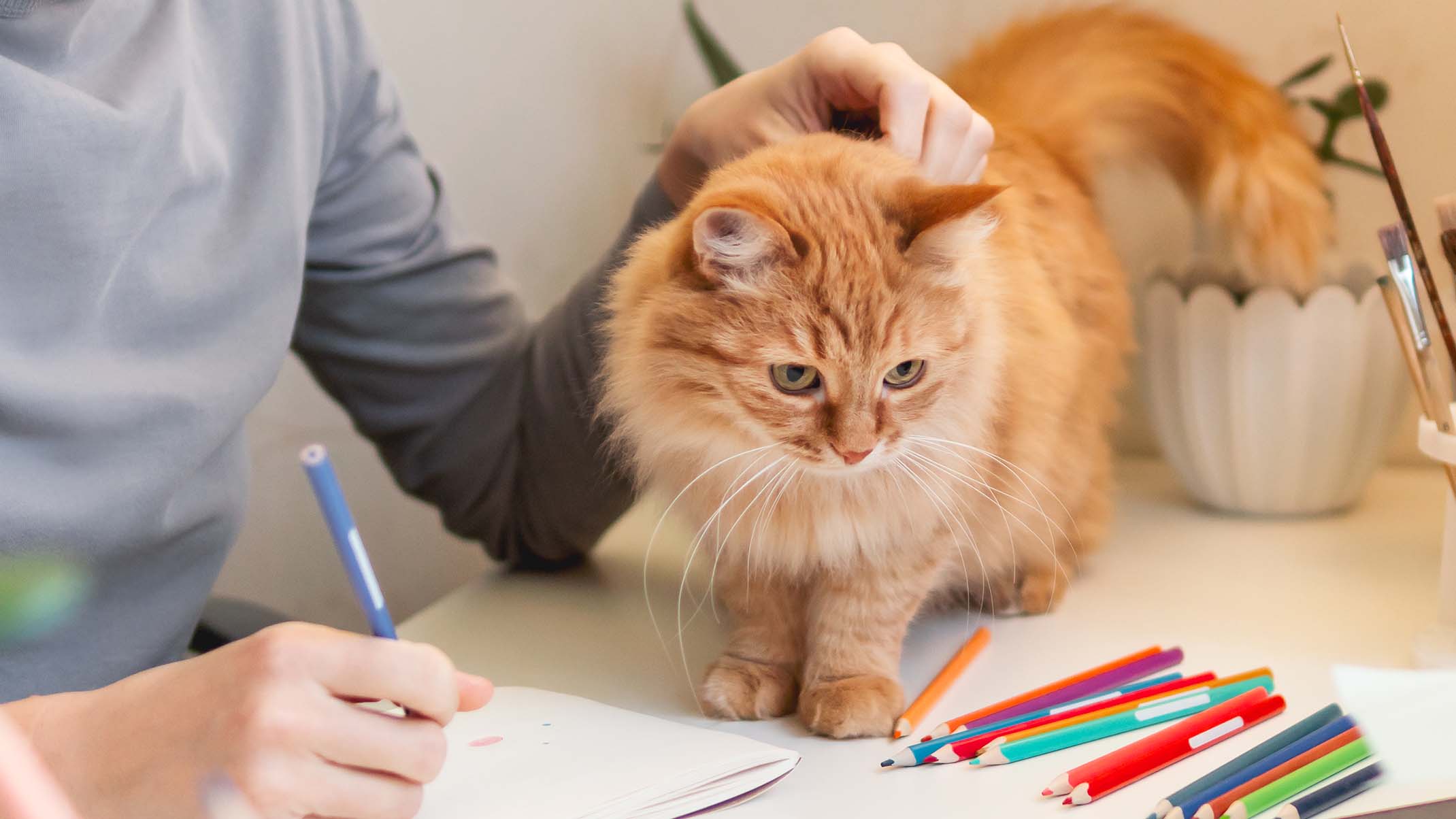A person pets a fluffy ginger cat sitting on a desk next to colored pencils and a sketchbook