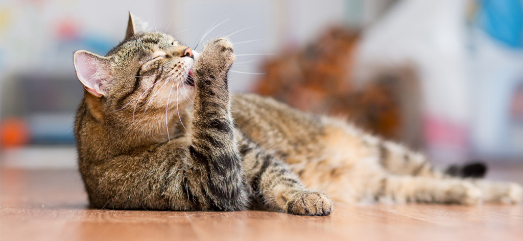 A tabby cat lying on a wooden floor and grooming its paw