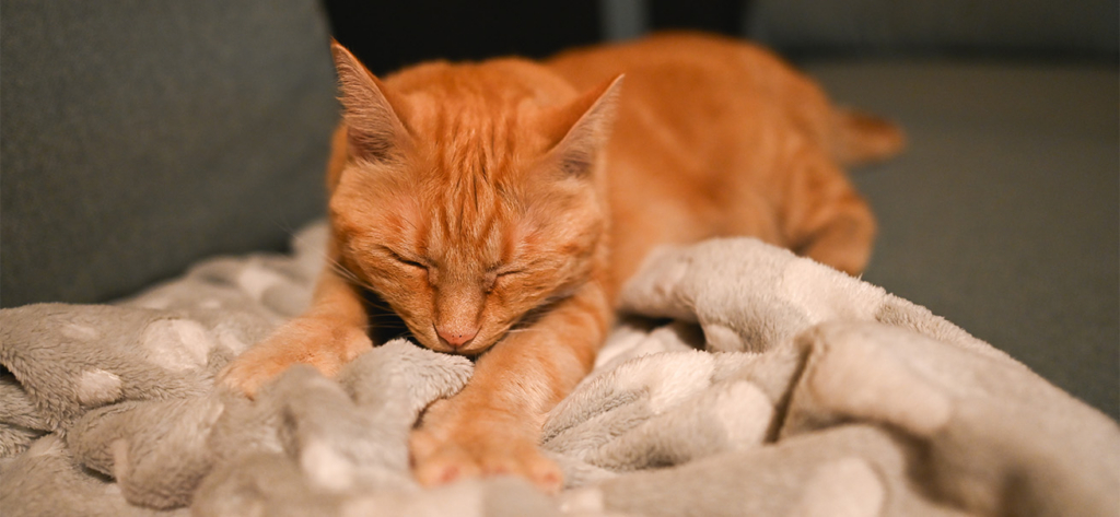 An orange tabby cat sleeping peacefully while stretching its front paws on a soft, patterned blanket