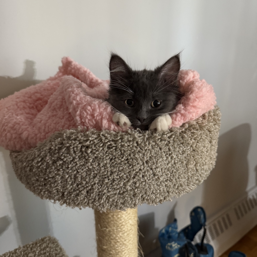 chat nommé Boots