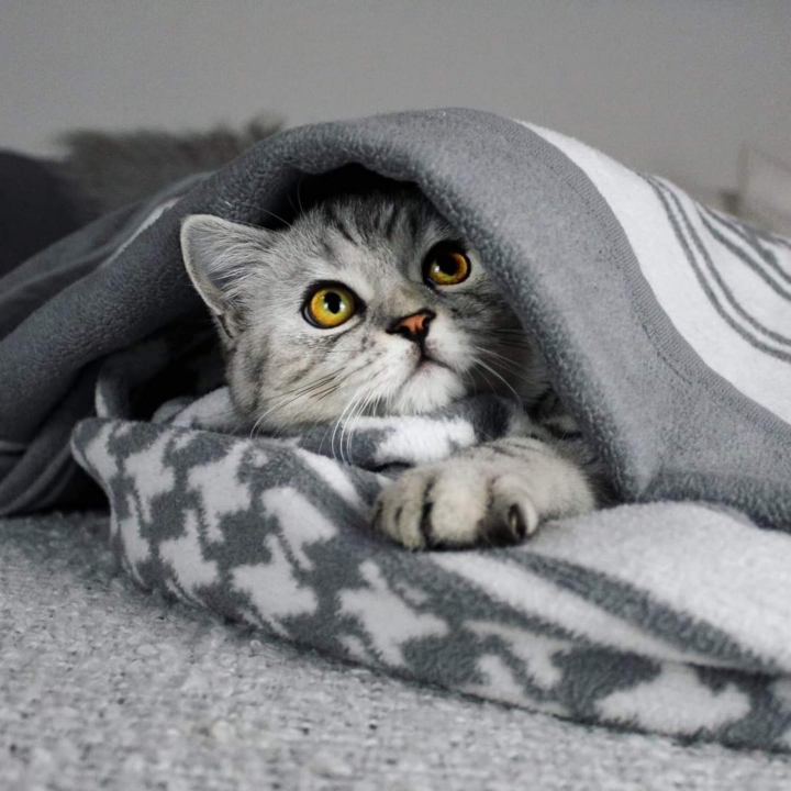 Katze namens Frodo