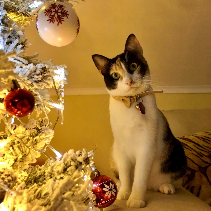 cat named Biju