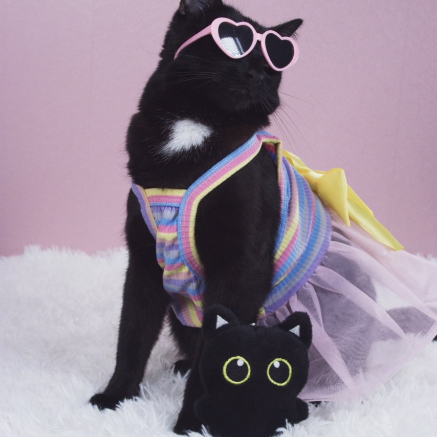 cat named Cleopatra