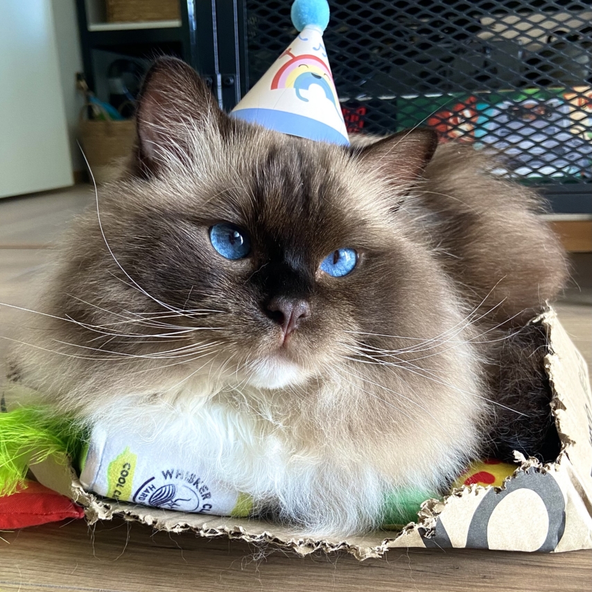 cat named Lacky Luke