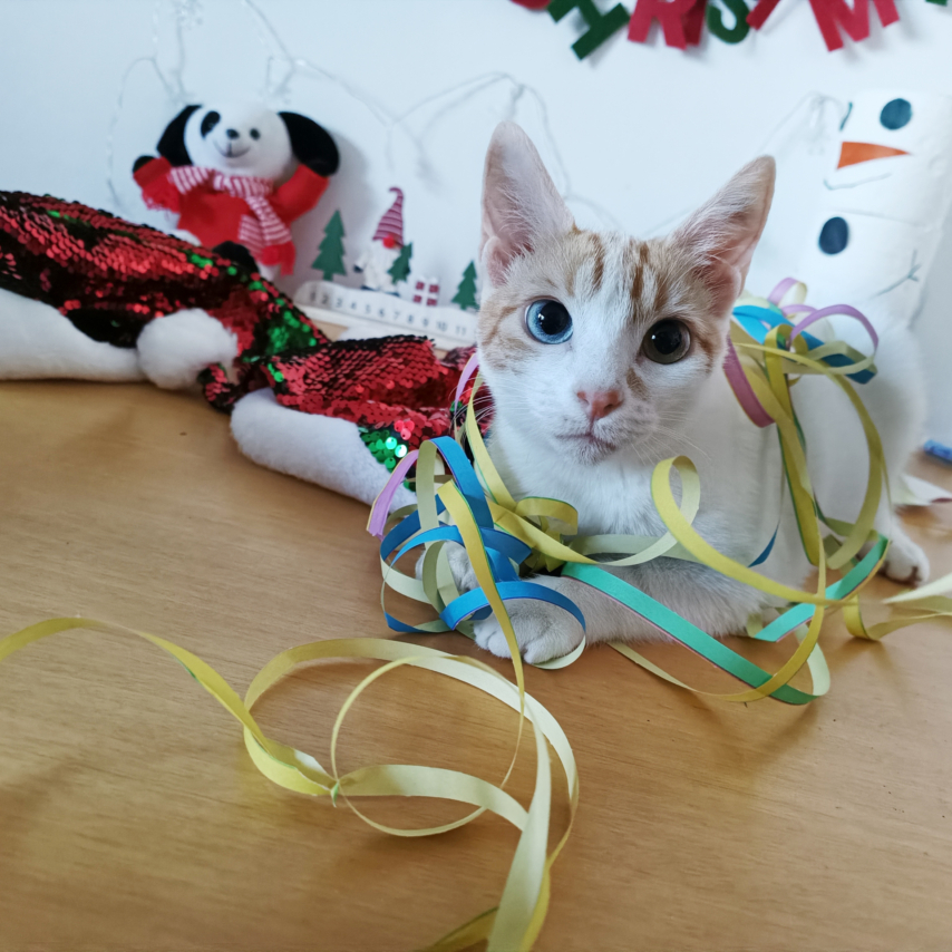 cat named Argi
