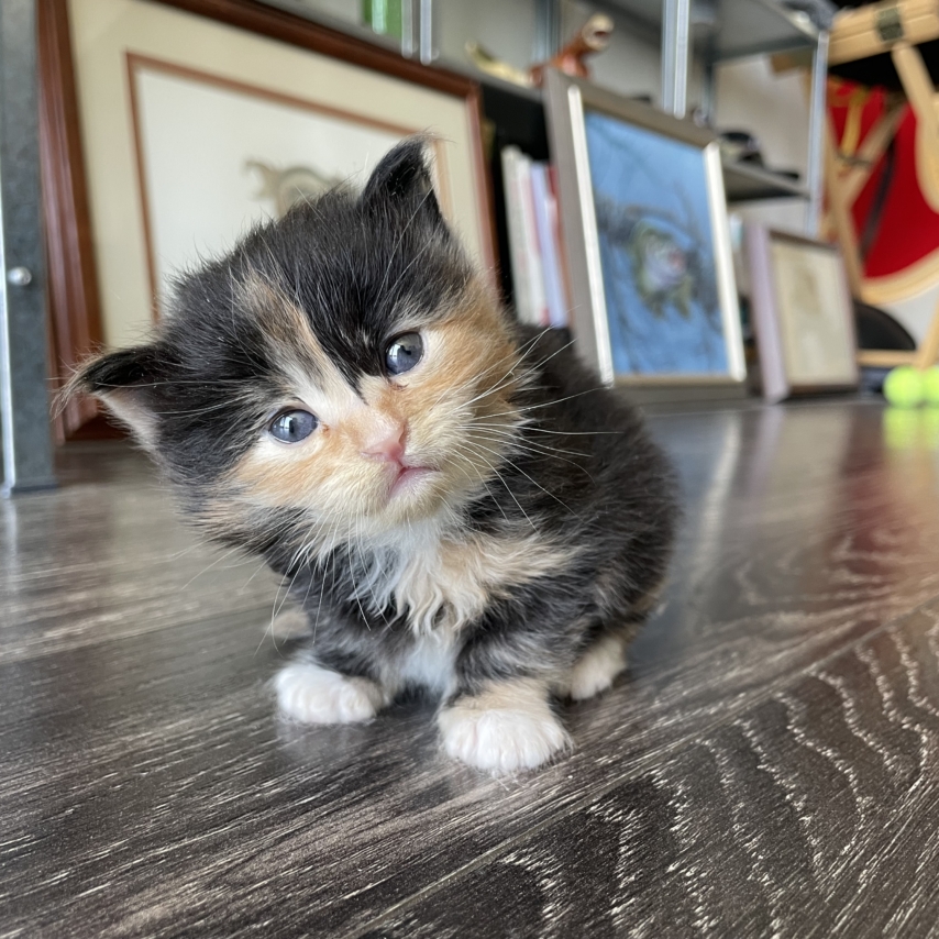 cat named Emory