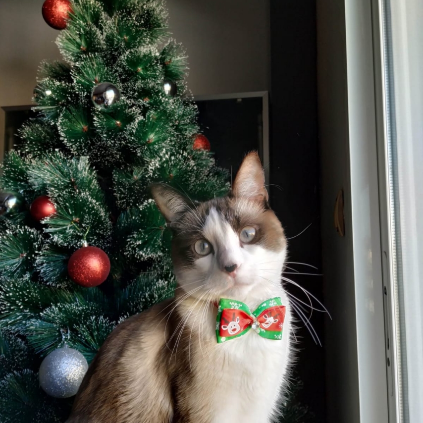 cat named Dalton