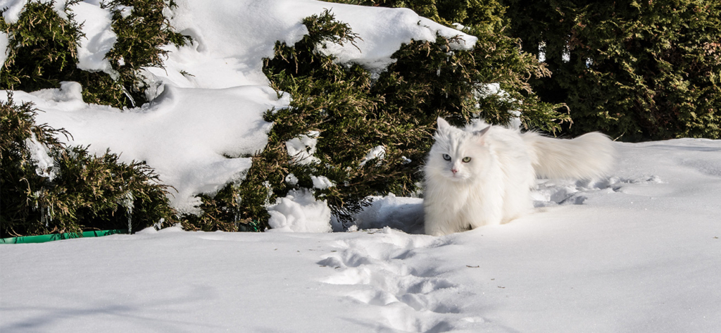 A fluffy white cat with heterochromia walks through deep snow near a snow-covered evergreen bush