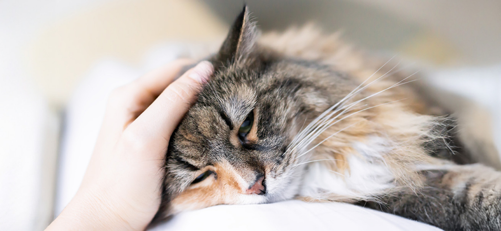 A person gently petting a long-haired cat resting on a white surface