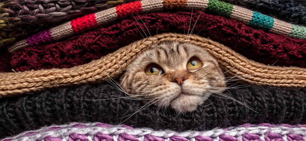 A tabby cat peeking out from between layers of folded, colorful knitted sweaters