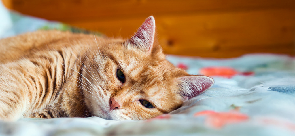 An orange tabby cat lying down on a patterned blanket looking tired or unwell