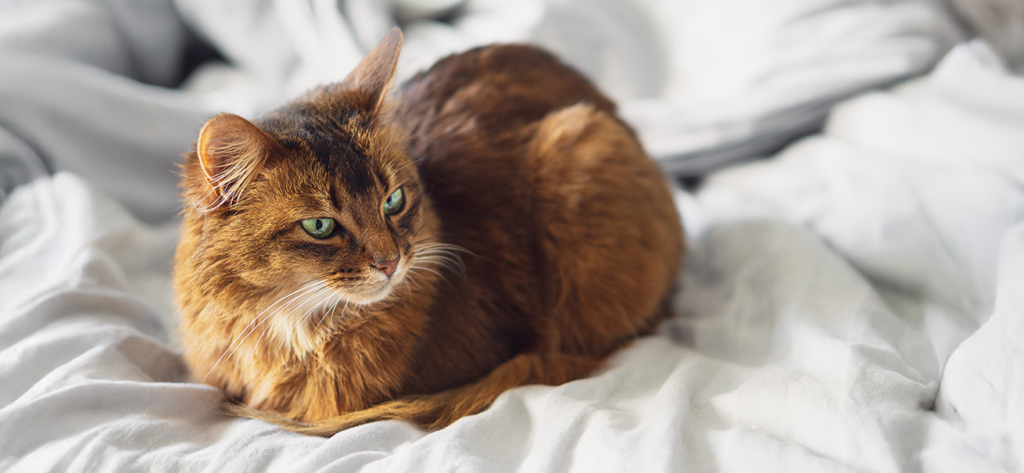 A brown Somali cat resting in a loaf position on a white rumpled bed sheet