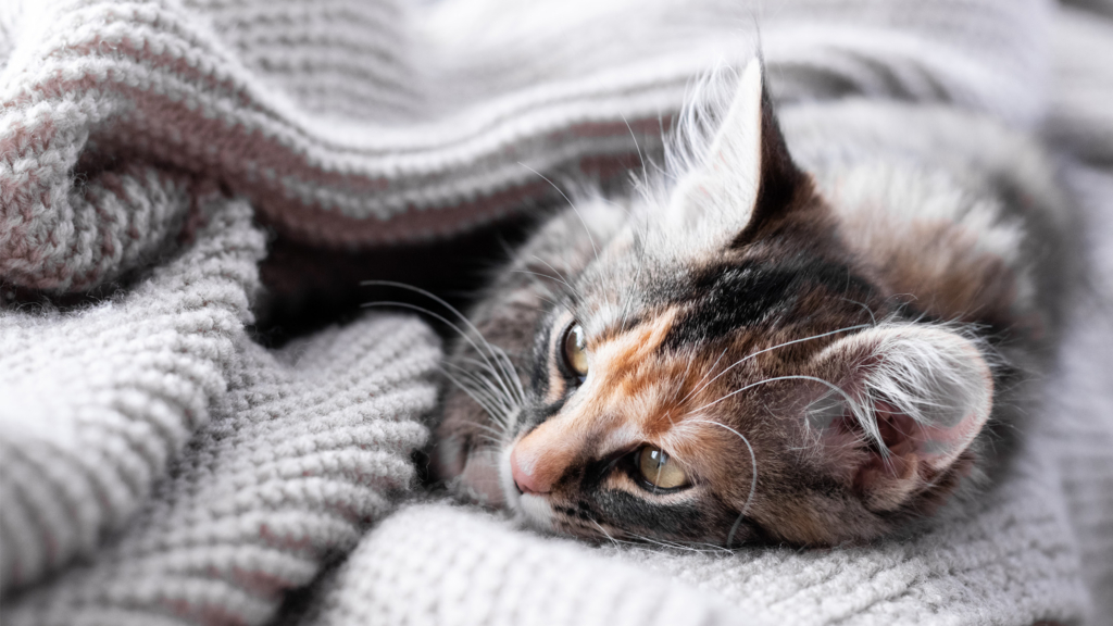 A calico kitten resting comfortably while snuggled under a soft, gray knitted blanket