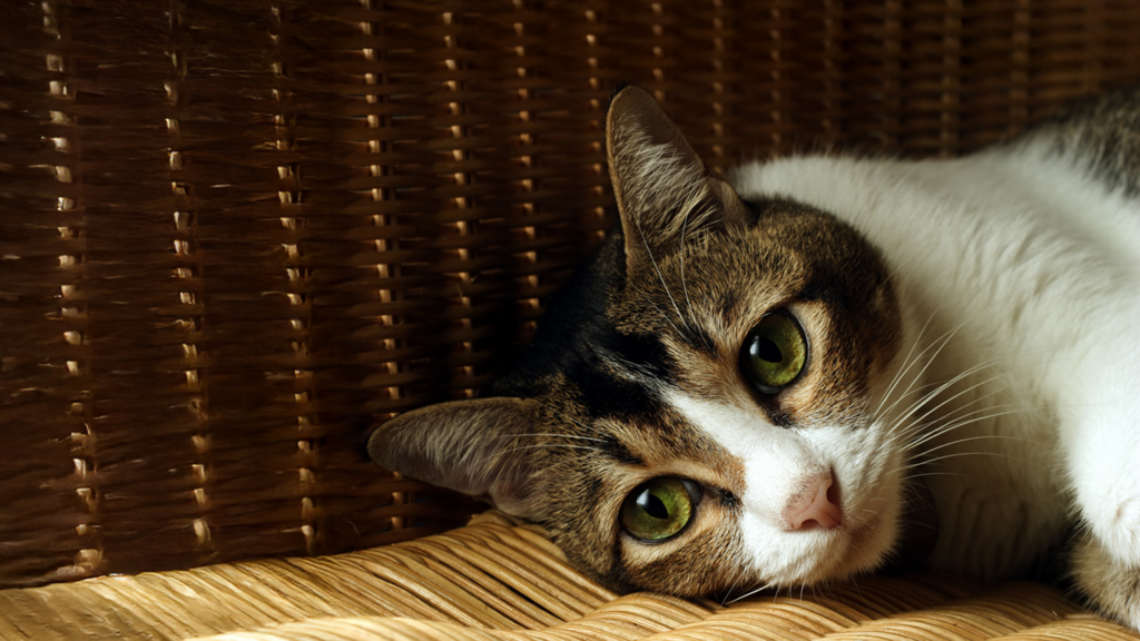A brown, white, and tabby cat resting on a woven wicker surface