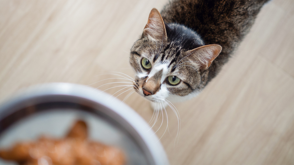 Comprendre les allergies alimentaires chez les chats : symptômes, causes et mesures à prendre