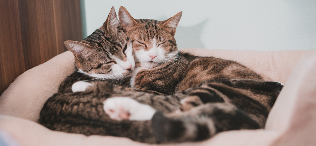 Two tabby cats sleeping curled up together in a soft pet bed