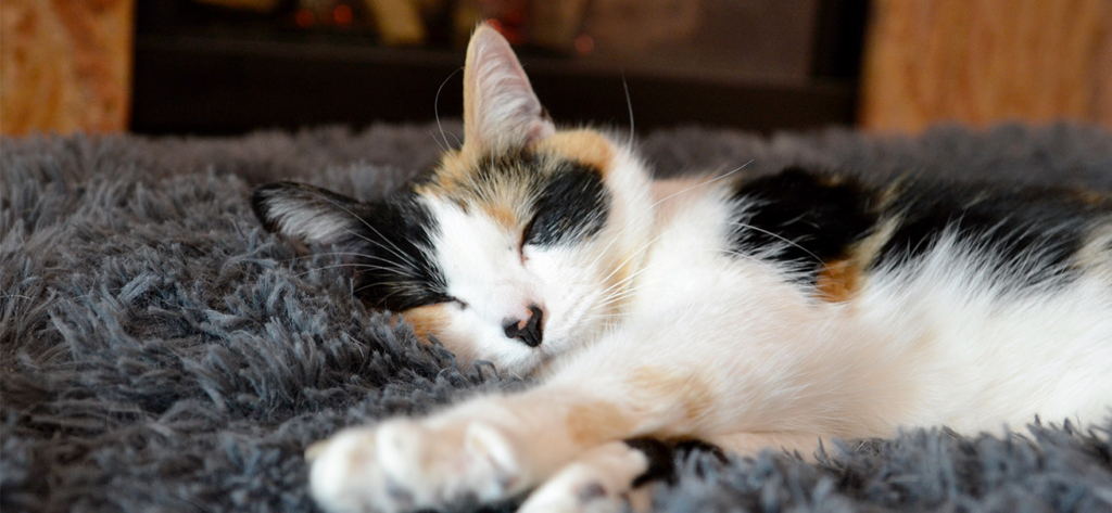 A calico cat sleeping peacefully on a soft, grey, shaggy rug