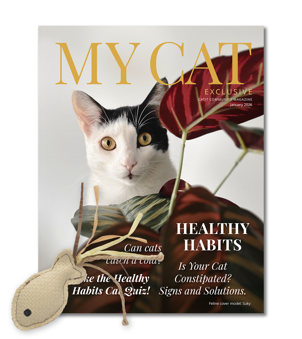 January 2026 issue of My Cat magazine featuring a cat named Suky and articles on healthy habits and feline constipation