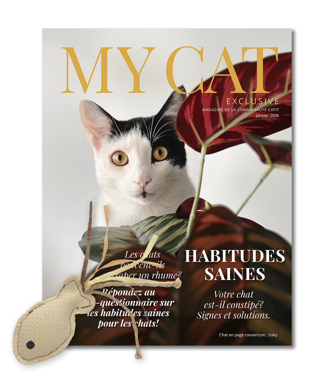 My Cat Exclusive – Janvier 2026