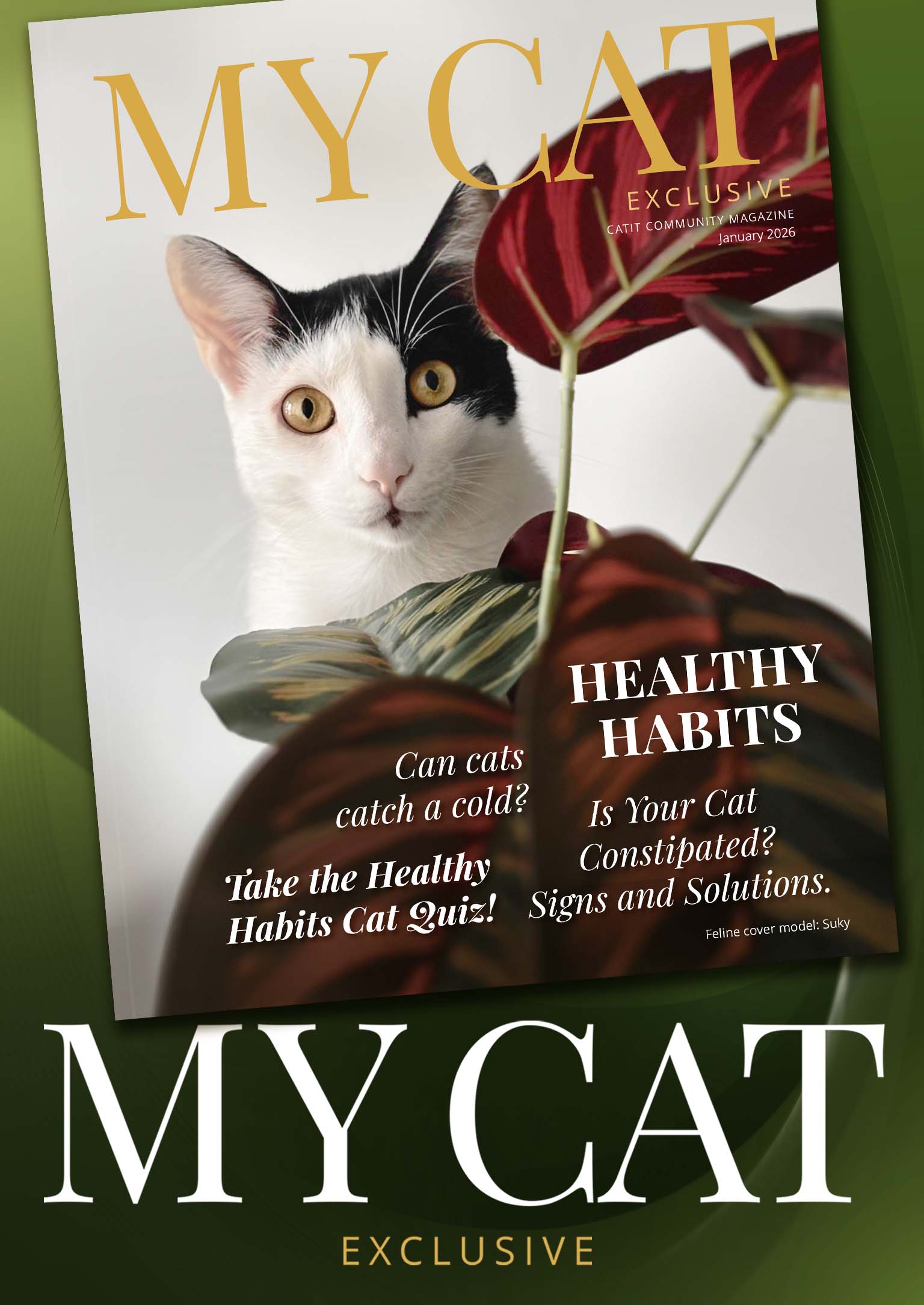 January 2026 My Cat magazine cover featuring a black and white cat, with articles on healthy habits and cat care tips
