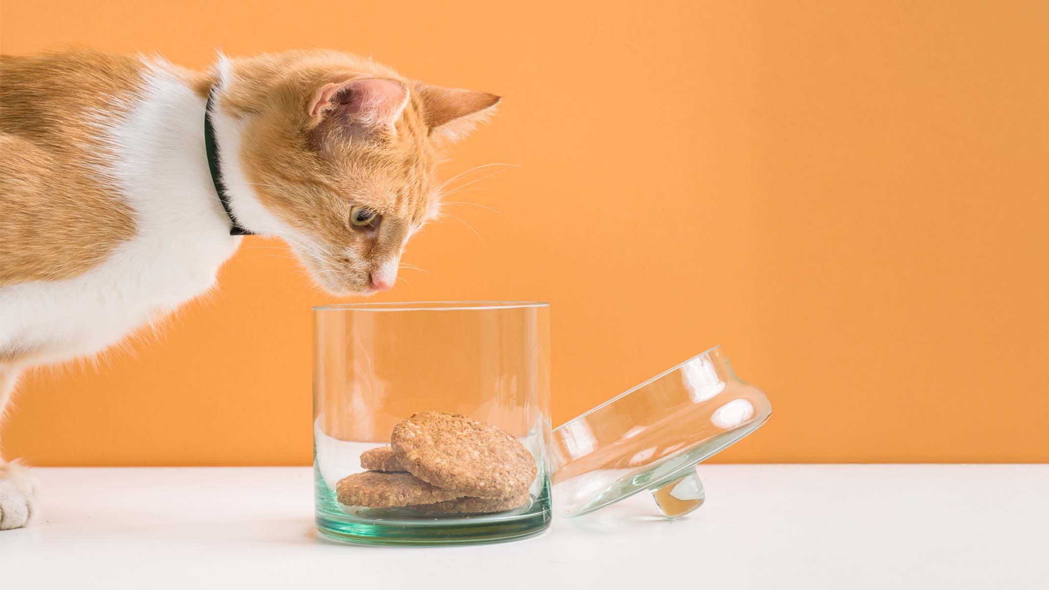 An orange and white cat wearing a black collar looks curiously into a glass jar containing treats