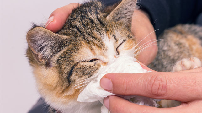 A person gently wiping the nose of a calico kitten with a tissue