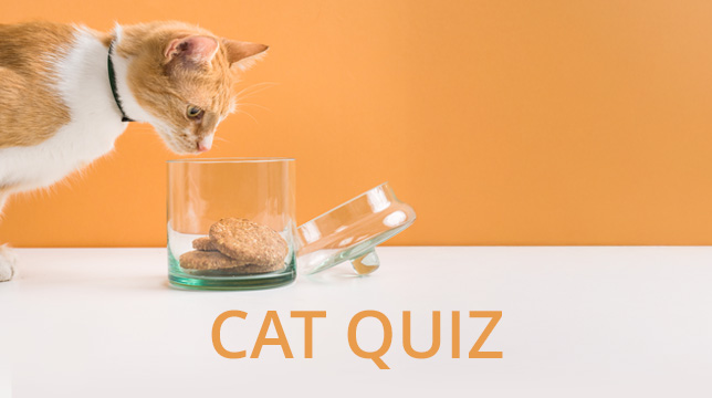 An orange and white cat looking into a glass jar filled with treats, with the text Cat Quiz below
