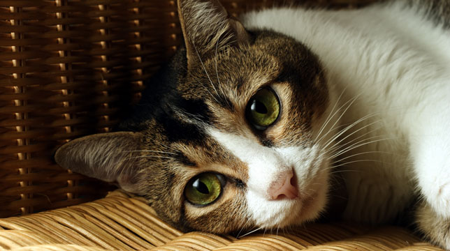 A brown and white tabby cat with bright green eyes resting on a woven wicker surface