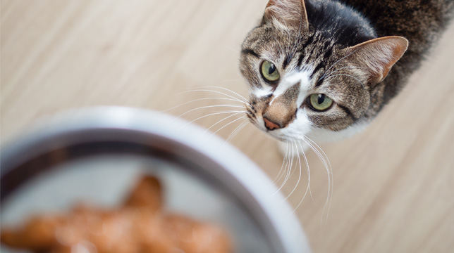A tabby cat looking up expectantly at a blurred bowl of food in the foreground