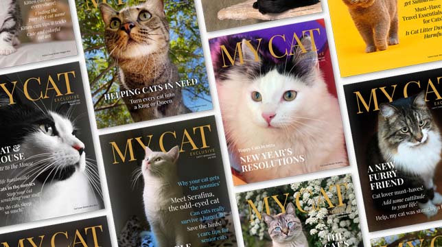 A collage of My Cat magazine covers featuring various cats and headlines about cat care and lifestyle